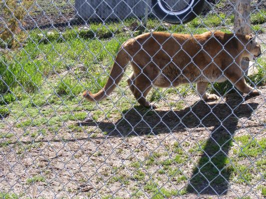 Fat old Mountain lion at Beartooth nature center