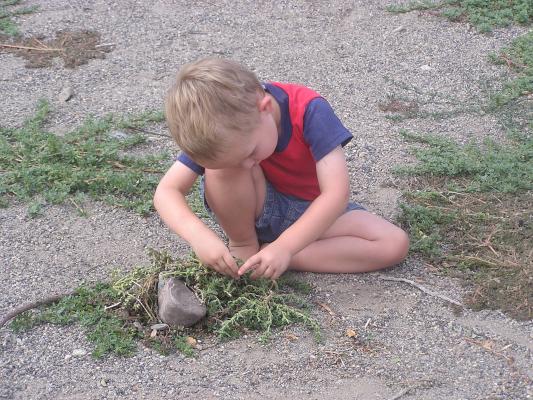 Noah plays with some weeds at the park