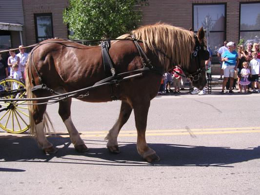 Lot's of horses in the parade.