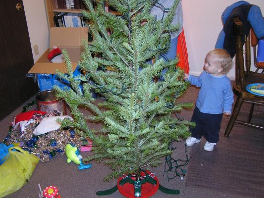Noah puts up the Christmas lights on the  tree.