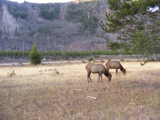 A pair of elk at Yellowstone National Park.