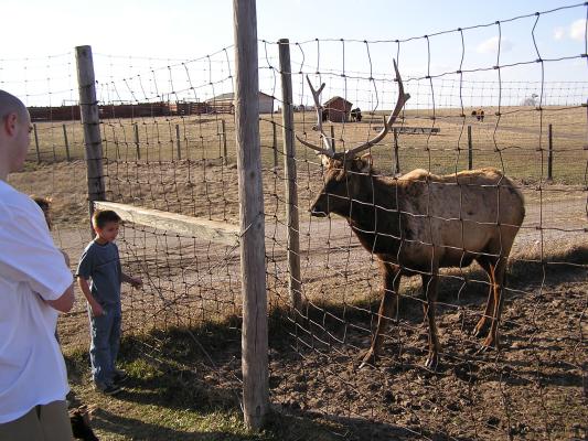 He lowered his antlers at these kids too.
Don't you think a double fence might be a good idea?