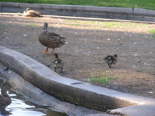 baby ducks at the duck pond