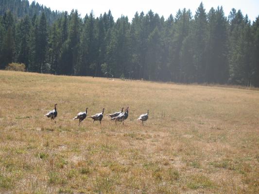 Some wild turkies.