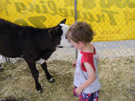 Noah pets cow.