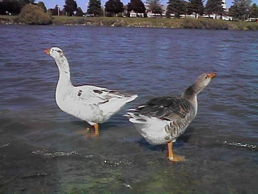 Geese at Idaho Falls