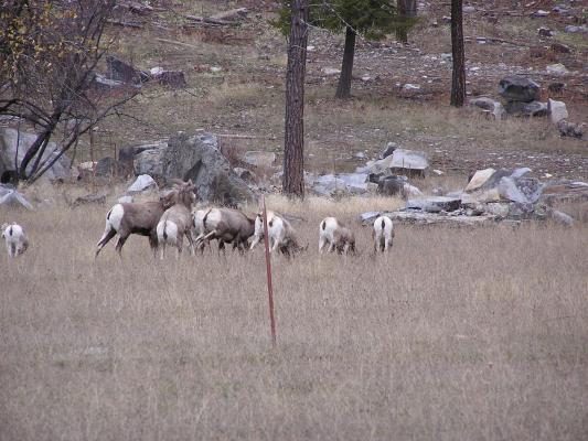 This is Noah's first Big Horn Sheep sighting.