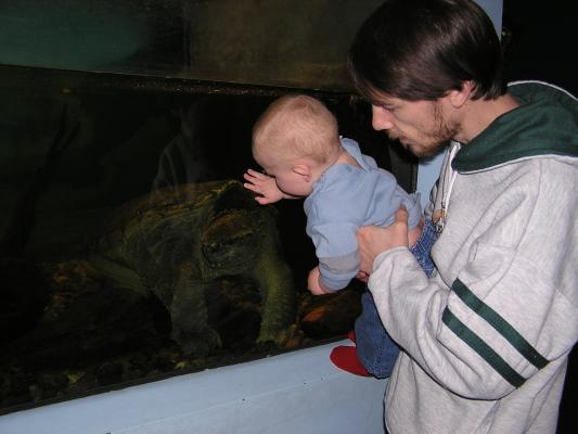Noah looks at the BIG turtle.