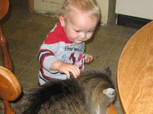 Noah pets the kitty.