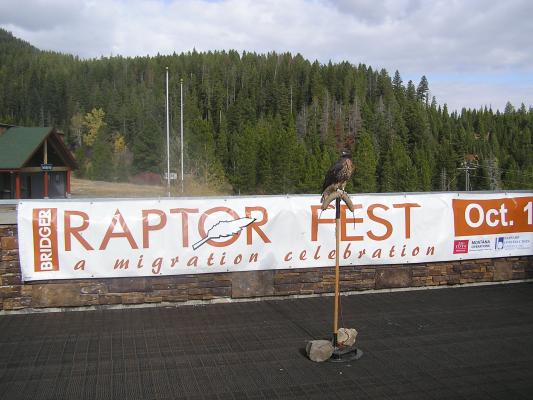Redtail hawk at Raptor Fest