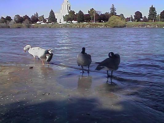 Geese at Idaho Falls