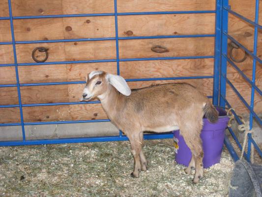 Goats at the fair