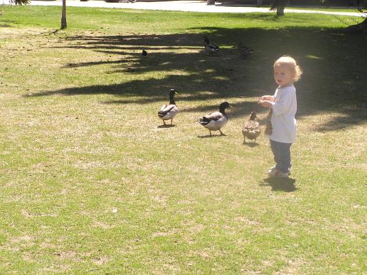Noah likes to chase the ducks.