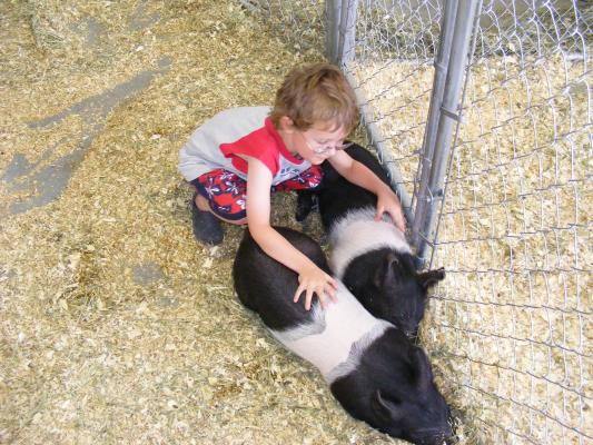 Noah loves the pigs.