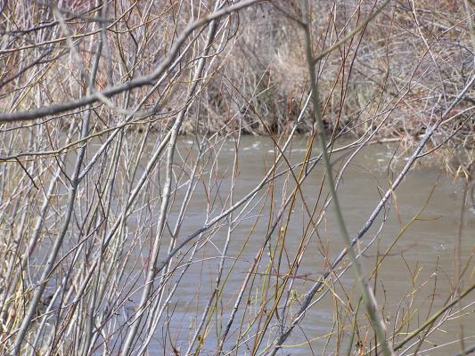 The thicket in front of the river.