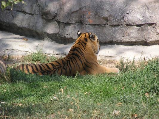 A nice view of the tiger's stripes.