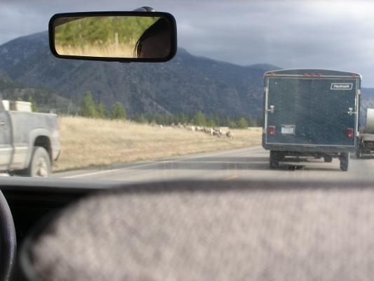 Big Horn Sheep cross the road.