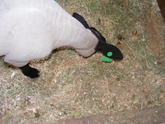 sheep at the fair