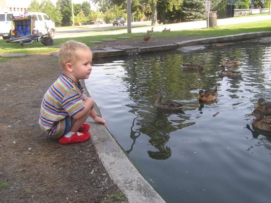 Noah  watches the ducks at the duck pond