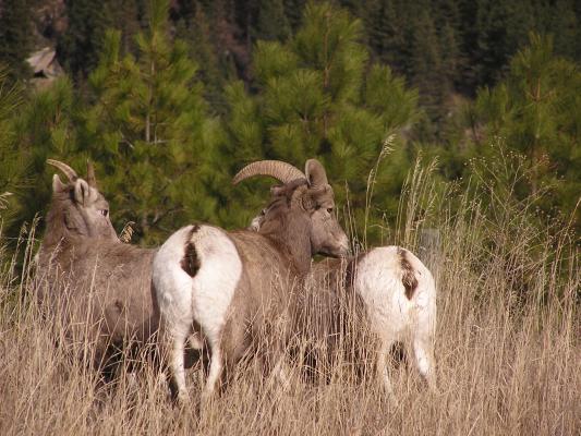 The closest shot of Big Horn sheep.
