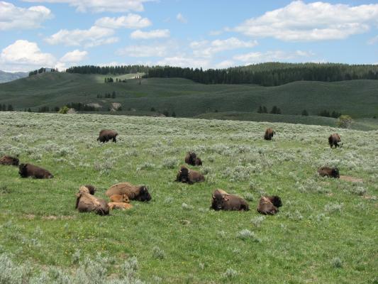 Bison and calves.
