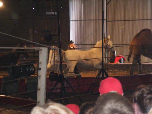 Horses at the circus.