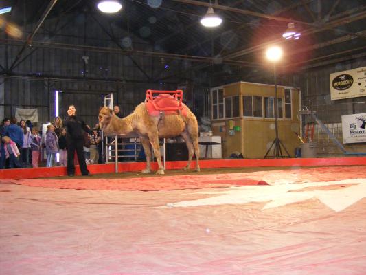 a camel at the circus