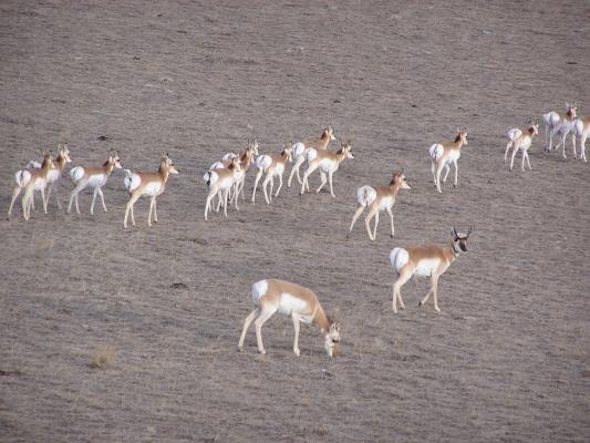 Happy New Years Eve to the Antelope.