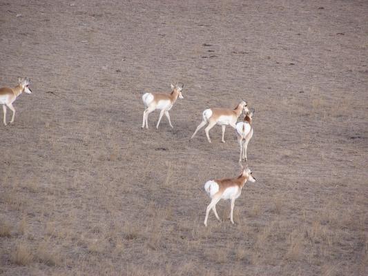 We stopped on our long journey to watch some antelope.