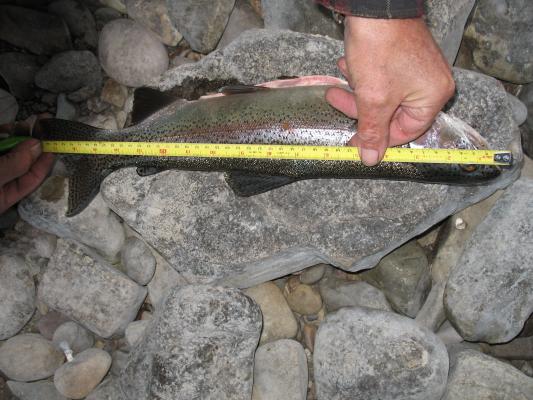 The fish measured about 18 inches.