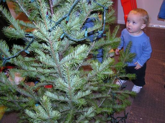 Noah learns all about Christmas tree lights.