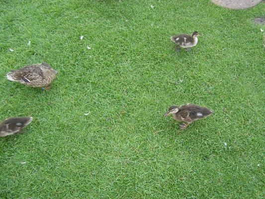 Ducks at the MSU pond