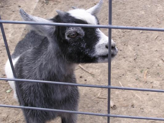 A baby goat at Zoo Montana.