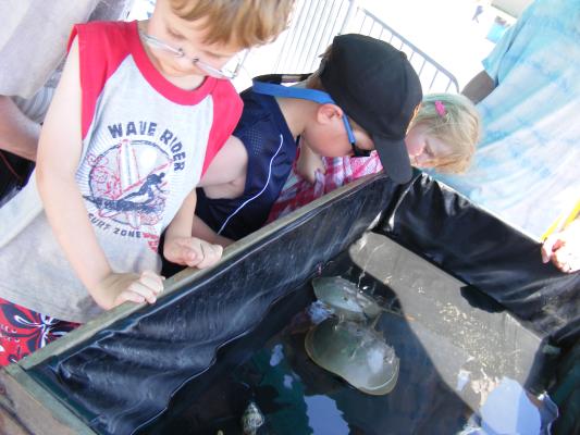 kids look in horseshoe crab tank