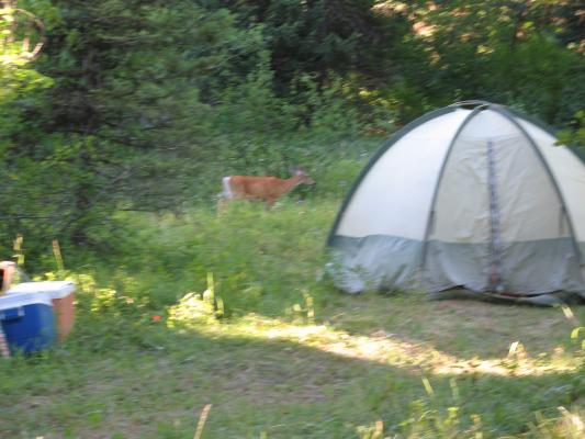 A deer by Mary Lou's tent.
