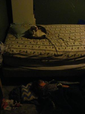 Nimbus on the bed, Noah on the floor.