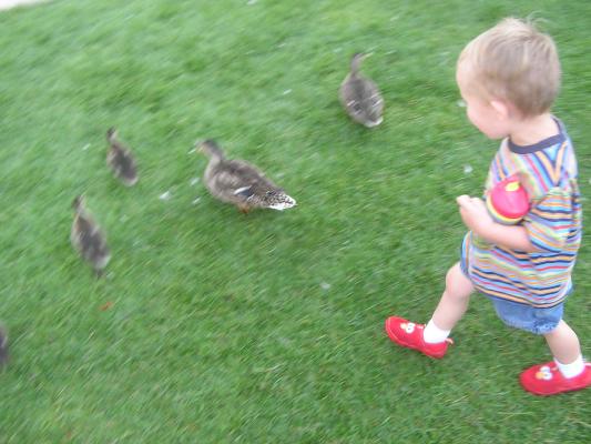 Noah chases the ducks