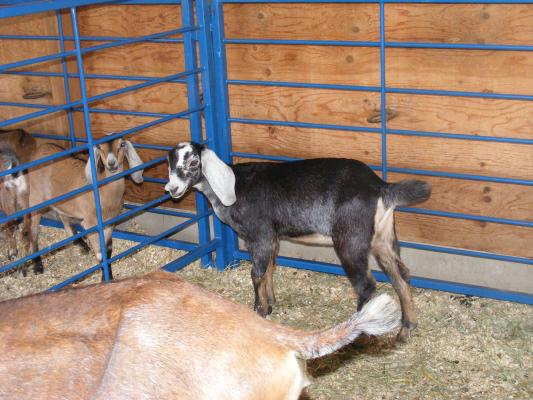 Goats at the fair