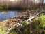 David and Noah play on a beaver dam. thumb