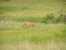 A couple of deer in the grass at the Bison Range. thumb