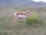 Antelope grazing on wild flowers. thumb