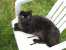 Blacky sits on a white plastic lawn chair. thumb