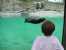 An otter swimming at Zoo Montana. thumb