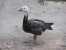 Another goose at Zoo Montana. thumb