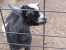 A baby goat at Zoo Montana. thumb