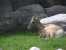 Mountain sheep at Zoo Montana. thumb