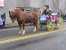 The Belgrade Fall Festival Parade.
Conrad Burns - Delivering for Montana. thumb