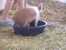 Pigs like to swim in the water dish. thumb