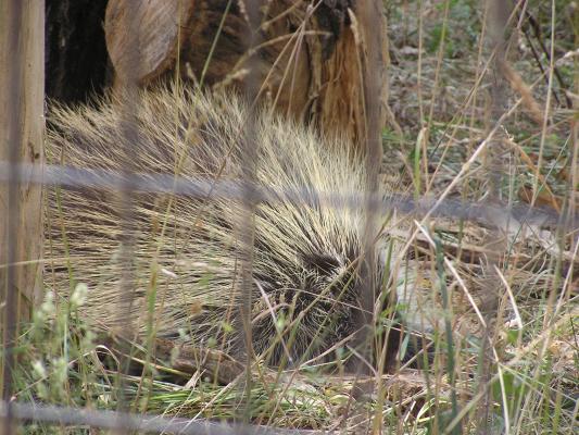 A porcupine at Zoo Montana.