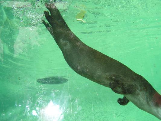 An otter swimming at Zoo Montana.